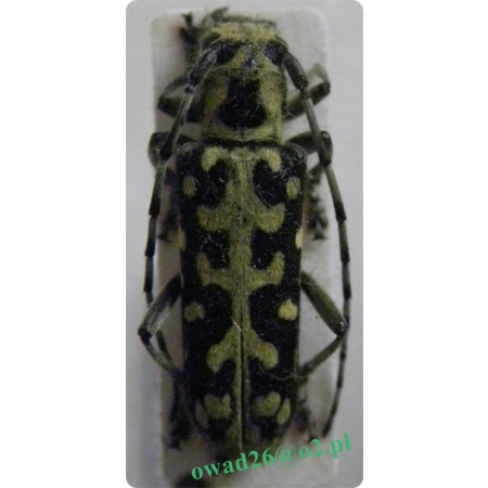 Saperda scalaris (Linnaeus, 1758) Rzemlik plamisty